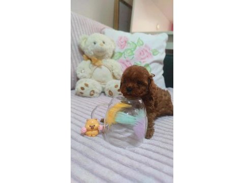Kore kan red brown poodle minikler