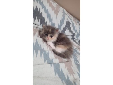 Minik yavrularıma sıcak bir yuva