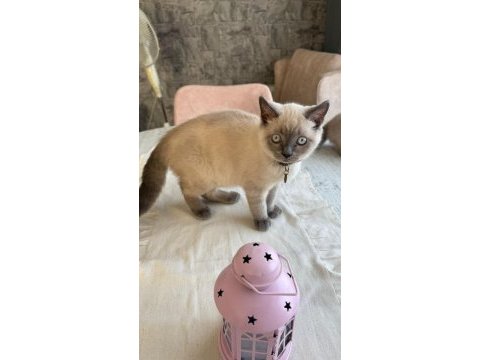 Çok güzel british shorthair yavrular