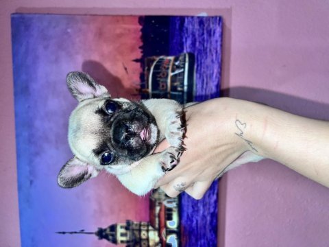 Fransız bulldog bebeklerım