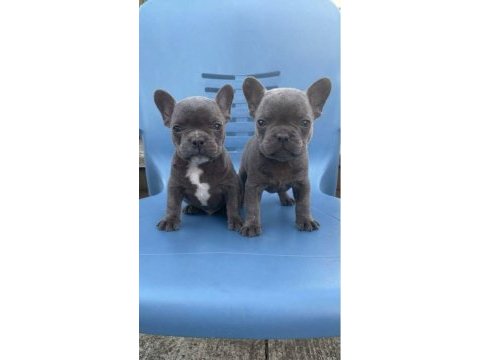Blue egzotik french bulldog yavrular