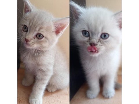 2 aylık british bebek kedilerimiz