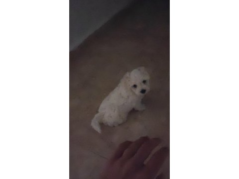 Pamuk gibi çok tatlı ev köpeği