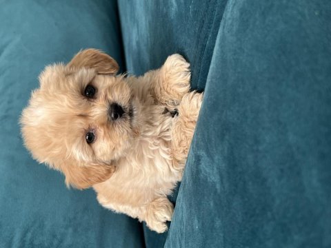 A kalite maltipoo lar