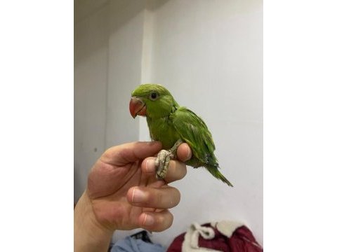 El besleme pakistan papağanı bebek