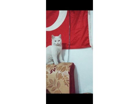 British shorthair 1 yaşında