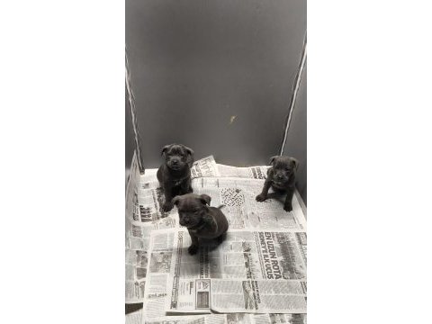 Siyah sağlık garantili cane corso yavrular