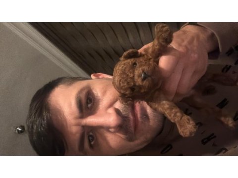 Tea cup poodle yavrumuzu sahiplendiriyoruz