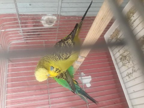 5 takım şov 7 takım jumbo ve jumbo kırığı muhabbet kuşu