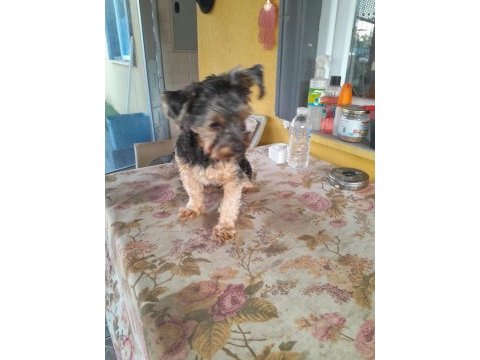 4 aylık yorkshire terrier