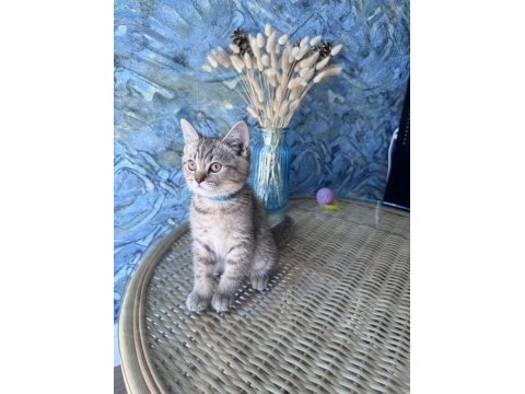 British shorthair black golden dişi ve erkek yavrular