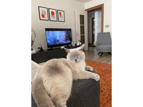 British shorthair dişi
