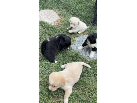 Ücretsiz yavru köpeğimiz sahiplendirme ilanı