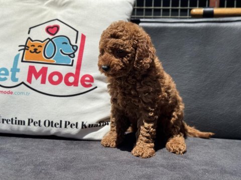 Petmode köpek çiftliğinden kore toy poodle