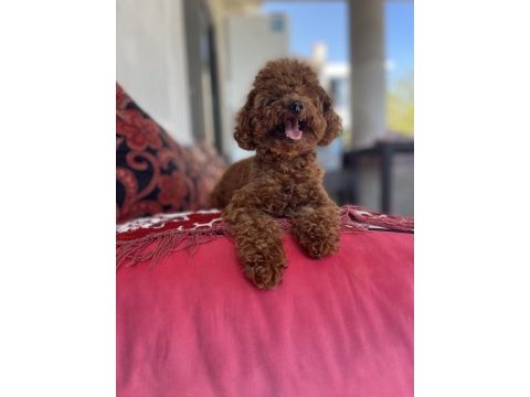Kore poodle erkek