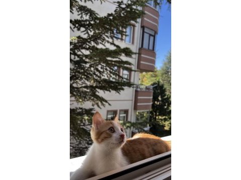 Sarı tekir
