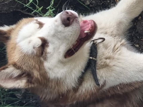 Erkek orjinal husky çok akıllı ve oyuncu 1 yaşında