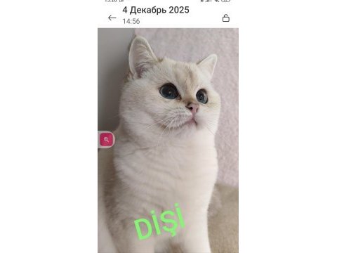 Safkan british shorthair