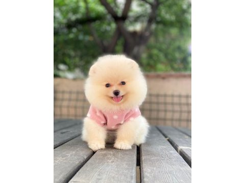 Dişi erkek pomeranian boo ve spitz yavrularımız (orjinal)