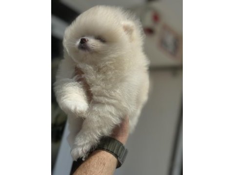 Show kalite pomeranian boo yavrularımız