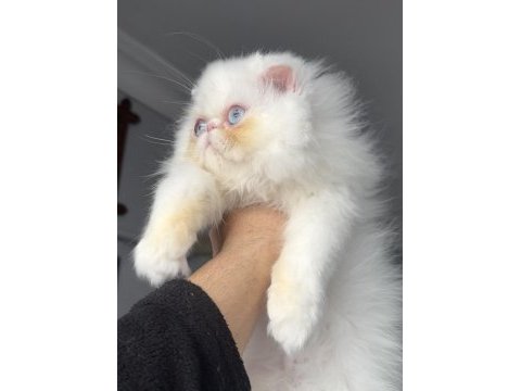 İran persian (mükemmel kalite)