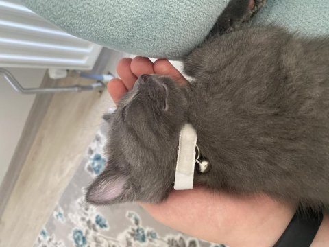 British shorthair yavru