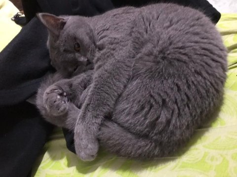7 aylık british shorthair
