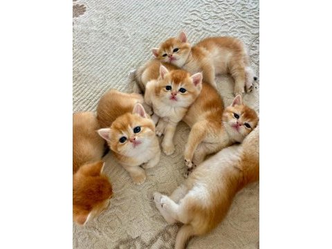 Birbirinden güzel golden british shorthair yavrularım
