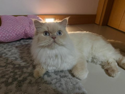 1,5 yaşında british longhair