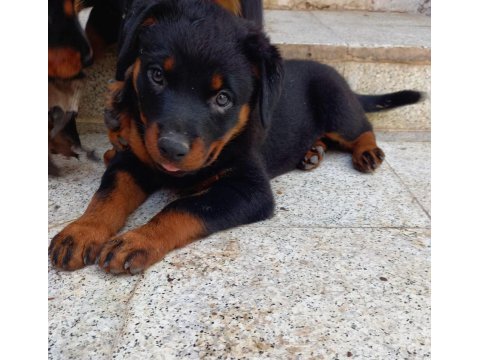 2,5 aylık dişi yavrular sahiplendirilecek rottweiler