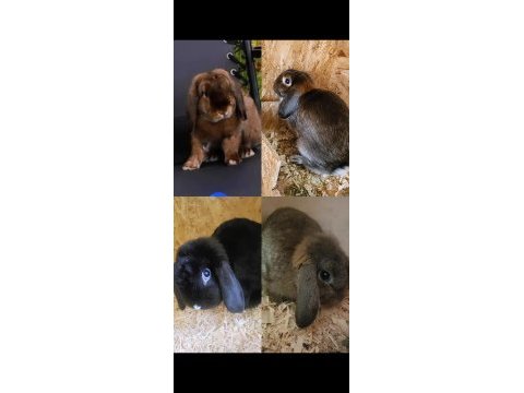 Uygun mini lop tavşanı dişiler