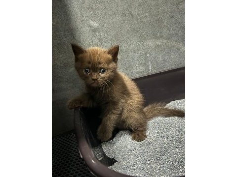 Çikolata özel renk çok özel yavru kediler