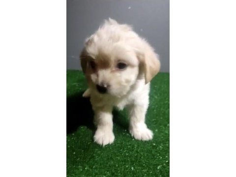 Maltipoo yavrularımız