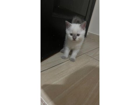 Bluepoint orjinal ve çok özel yavru kedimiz