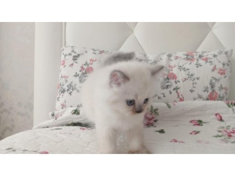 Saf kan british shorthair yavrular