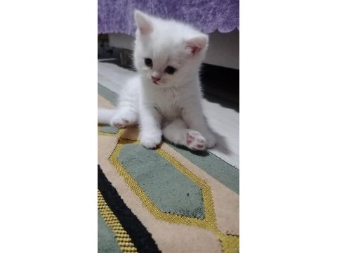 Kedilerimiz yeni yuvalarına gitmeye hazırdır