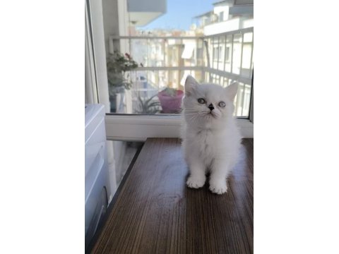 Exotic shorthair yavrular