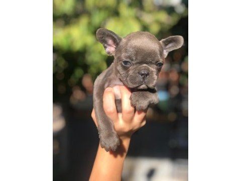 Blue french bulldog yavrular