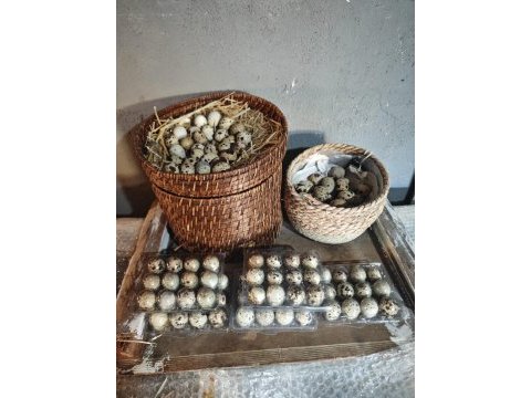 Teksas bıldırcın yumurtası