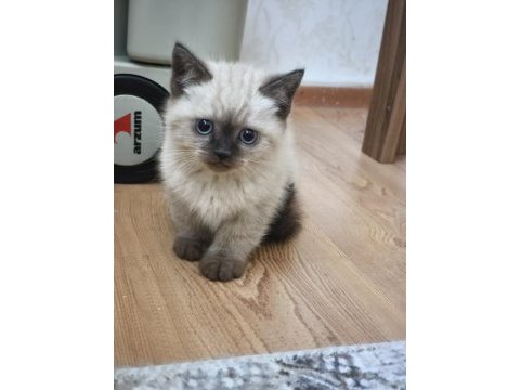 British shorthair blue point yavrularımız