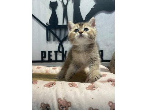 Golden tabby british bebeğim
