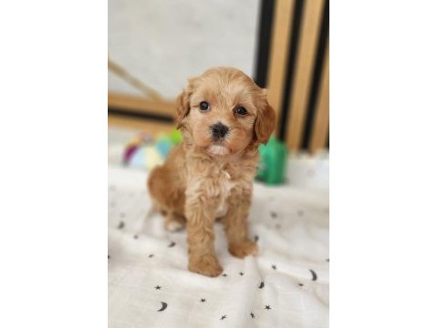 Maltipoo  yavrularımız 