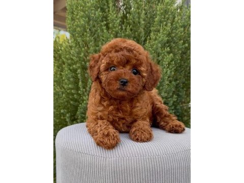 Kore kan red brown toy poodle