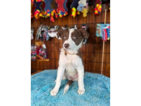 Dunyanin en zeki ırkı border collie