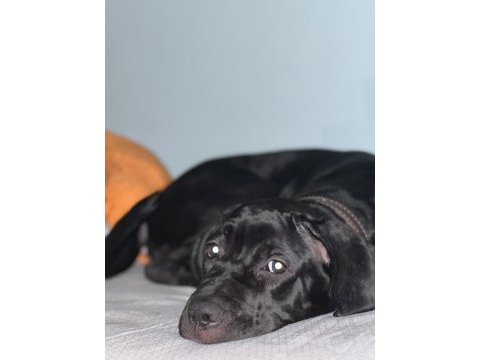 4 aylık dişi cane corso