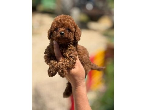 Toy poodle bebişler