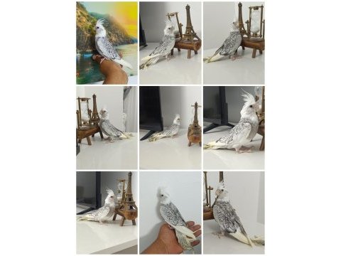 65 günlük ev üretimi wf perl ele alışkın sultan papağanı