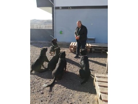 Safkan rottweiler yavrular veteriner hekimden