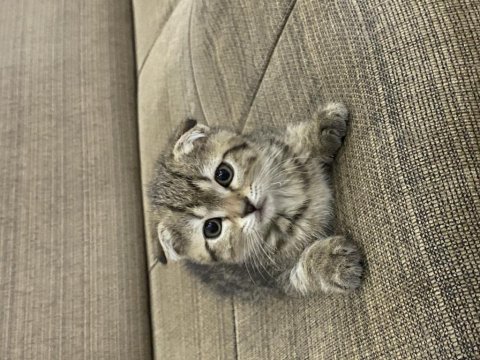Tatlı bir mia scottish fold