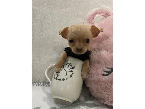 Teacup minyatür erkek chihuahua (şivava) bebek